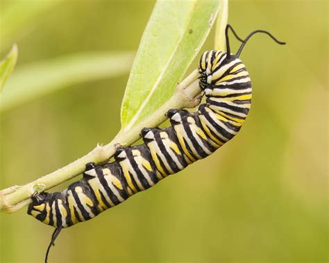 Monarch Caterpillar Nature Free Photo On Pixabay Pixabay