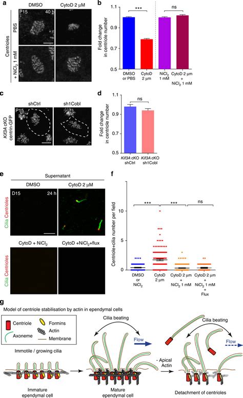 Forces generated by cilia beating cause centrioles/cilia to detach from ...