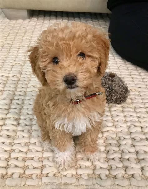 How Do You Raise A 5 Month Old Puppy
