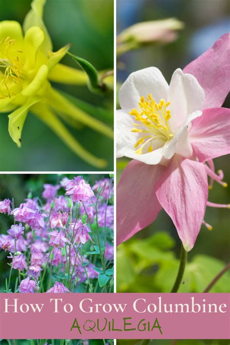 How To Grow Aquilegia Vulgaris Common Name Columbine Homegrown Herb Garden