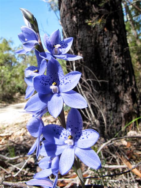 sydneys wildflowers  native plants thelymitra ixioides spotted