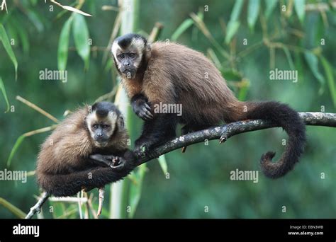 Black Capped Capuchin Brown Capuchin Monkey Cebus Apella Pair