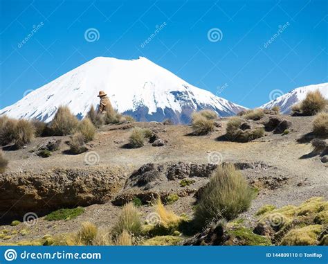 Una Mujer Andina Camina A Trav S Del Campo Con El Volc N Parinacota En