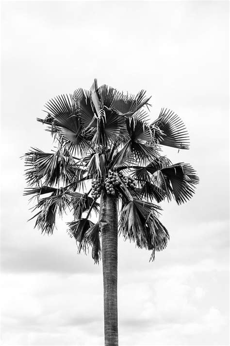 African Palm Tree By Ronnie Dankelman On Artfully Walls Artfully Walls