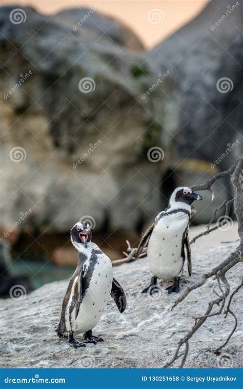 African PenguinS on the Boulder. Stock Photo - Image of colony, animals
