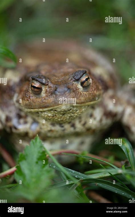 Common Toad Bufo Bufo Slovenia Stock Photo Alamy