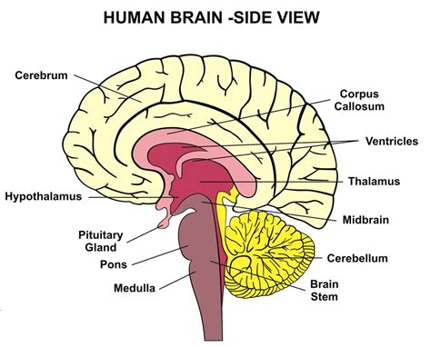 Corpus Callosum - Function, Definition, Location and FAQs