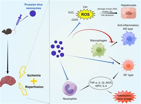 Frontiers Prussian Blue Scavenger Ameliorates Hepatic Ischemia