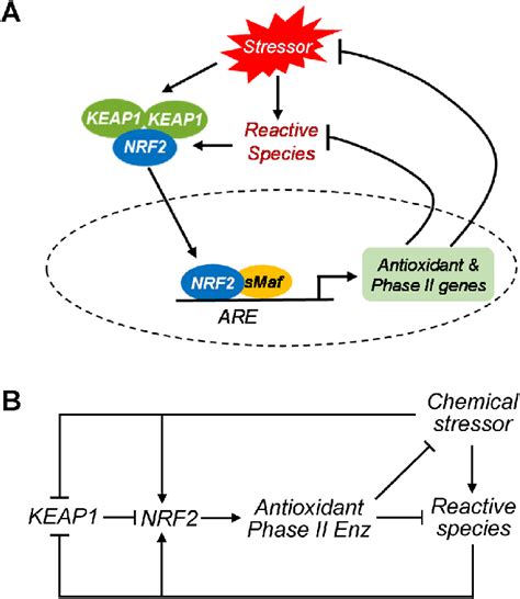 Schematic Illustration Of The KEAP1 NRF2 ARE Pathway Embedded In