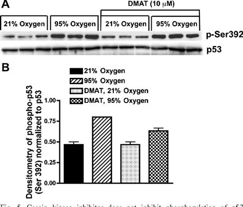 Figure From Differential Roles Of Atr And Atm In P Chk And