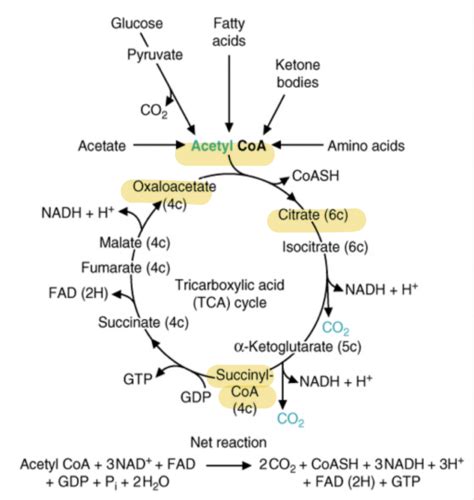 18- mitochondrial synthesis of ATP Flashcards | Quizlet