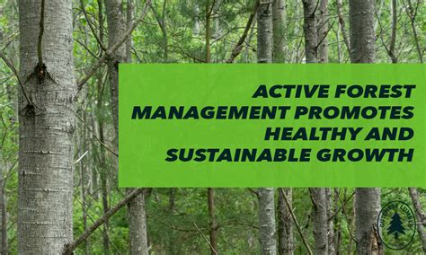 active forest management creating  greener future   gutchess
