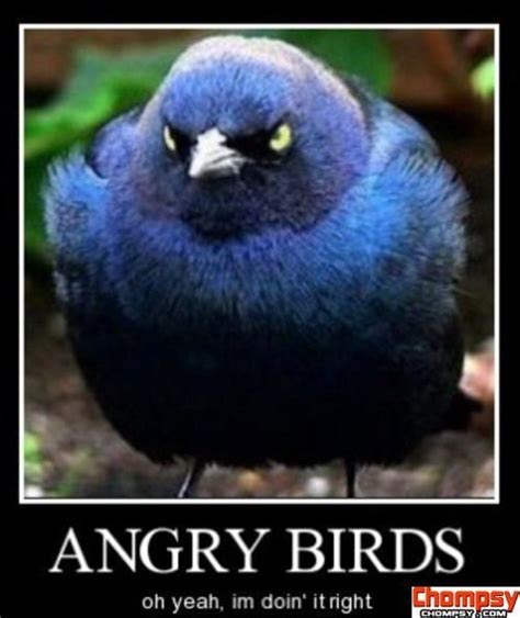 Funny Picture Angry Bird Funny Birds Funny Animals Funny Animal