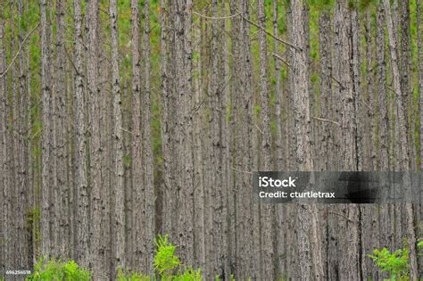 Batang Pohon Hutan Pinus Dengan Warna Hijau Menunjukkan Di Bagian Atas