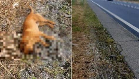 Cane Morto Dopo Essere Stato Lanciato Dall Auto In Corsa A Latina Appello Social Per Trovare Il