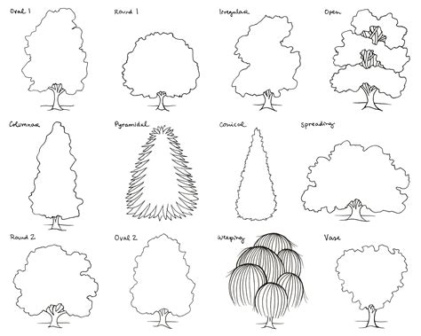 Different Types Of Trees Drawings