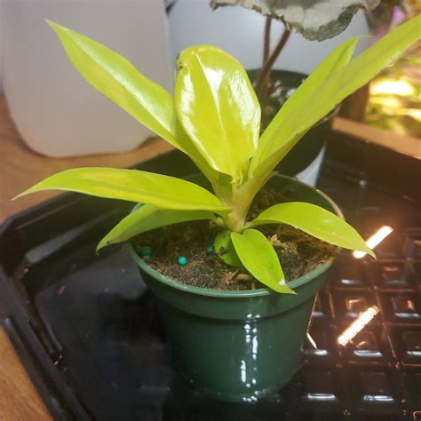 What Do Golden Crocodile Philodendron Flowers Mean? 🤔