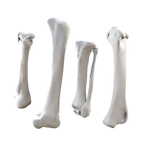 3d Rendering Of White Bones Perspective View 20920753 Png