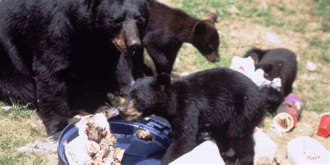 Njdep Fish Wildlife Black Bear Distribution Maps