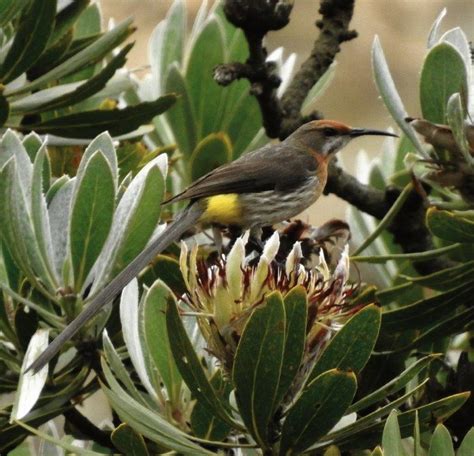 666 species recorded at national birding day competition | Lowvelder