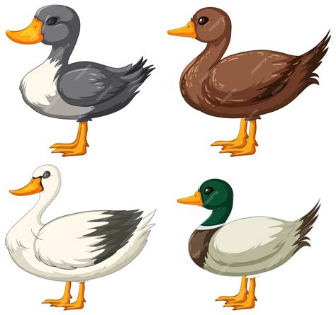 Fotos De Patos De Desenho - 8