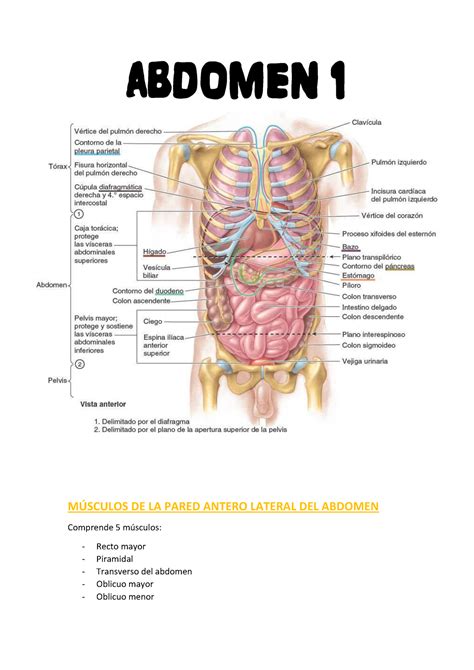 Abdomen órganos y huesos del abdomen ABDOMEN 1 MÚSCULOS DE LA PARED