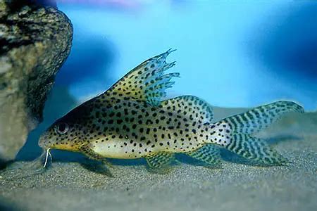 Synodontis euptera (Featherfin Synodontis) — Seriously Fish