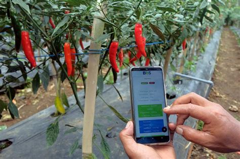 Kementan Lewat Smart Farming Petani Bisa Genjot Produksi Dan Ekspor