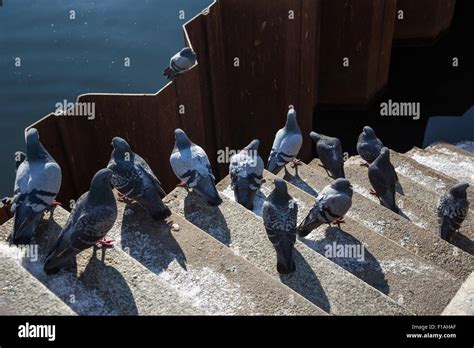 Berlin Germany Pigeons On Stage On The Spree Stock Photo Alamy