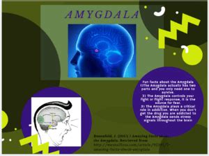 Amygdala Facts for Kids