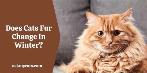 Do Cats Get A Winter Coat Important Facts
