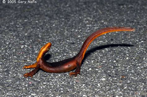 Reproductive Adaptations Freshwater Wetlands