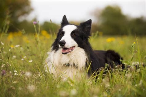 Rasa psa Border collie wszystko co musisz wiedzieć Petsy