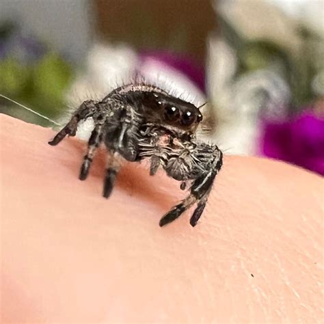 Female Regal Jumping Spider