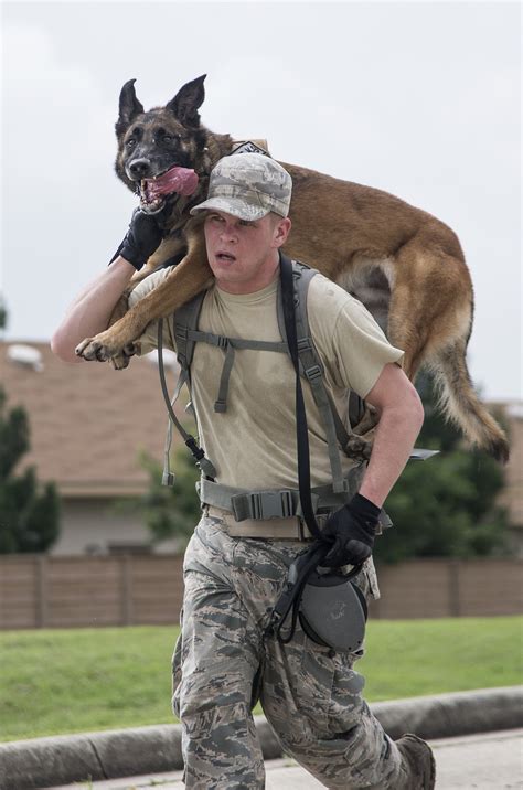 military working dog