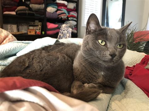 My Perfect Babe R Cats