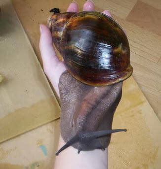 Largest And Freakish Creatures EVER FreeOnes Forum The Free Sex Community