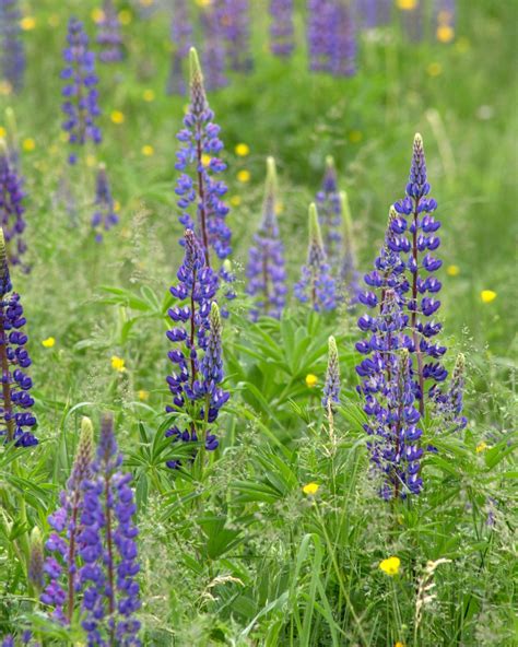 Lavendel Verzorging Tips Informatie 123planten Nl