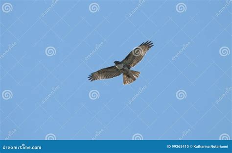 Juvenile Red Tailed Hawk Buteo Jamaicensis Flying In The Blue Sky Stock