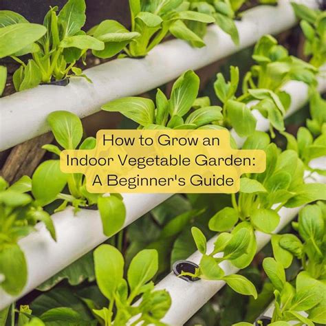 grow  indoor vegetable garden  beginners guide