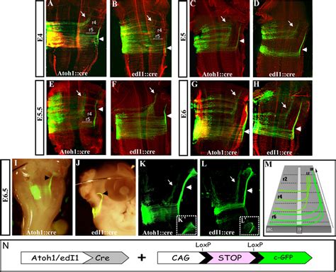 Axonal projections of dA1 neurons at E4 –E6.5. Flat-mounted (A–H, K, L ...