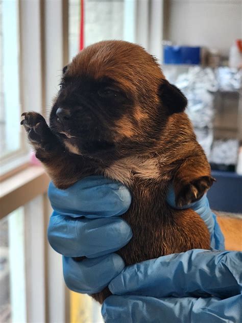 Dog, pups rescued from crawl space in Hillsborough County | WFLA
