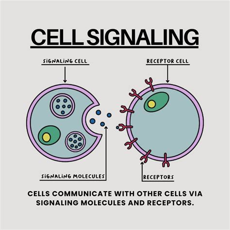 Biology: Cell Signaling in 2024 | Teaching biology, Biochemistry notes ...