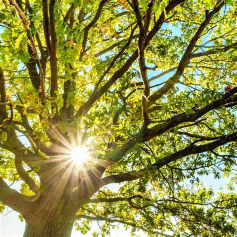 top  fast growing trees