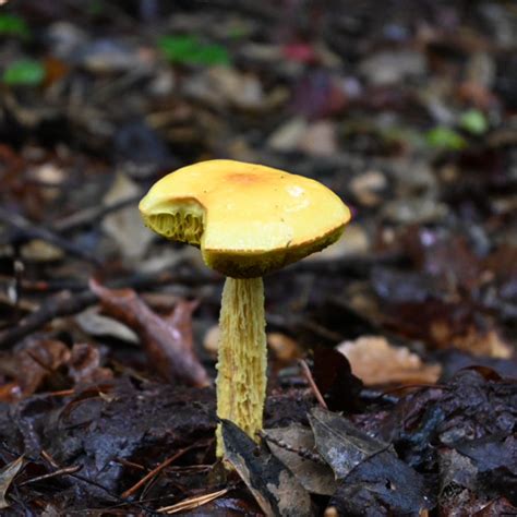 Stream Lazy Ass By Gothportal Listen Online For Free On Soundcloud