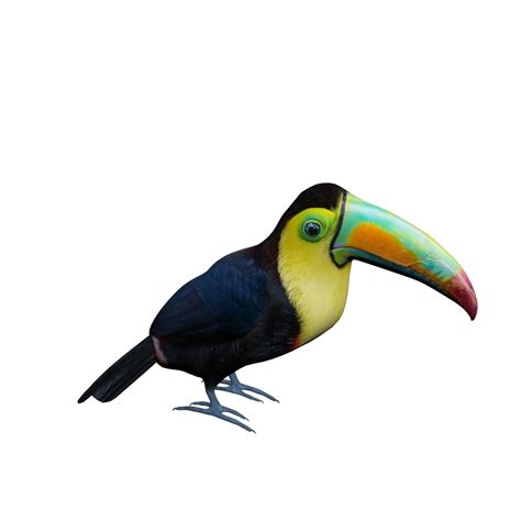 Toucan 3D Model $8 - .fbx .3ds .max .obj - Free3D