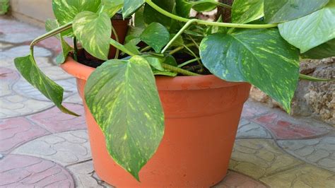 СЦИНДАПСУС ЗОЛОТИСТЫЙ. ЧЕРЕНКИ КАК СПАСЕНИЕ! - YouTube