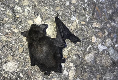 report  sick dead bats  okanagan similkameen valleys urges bat