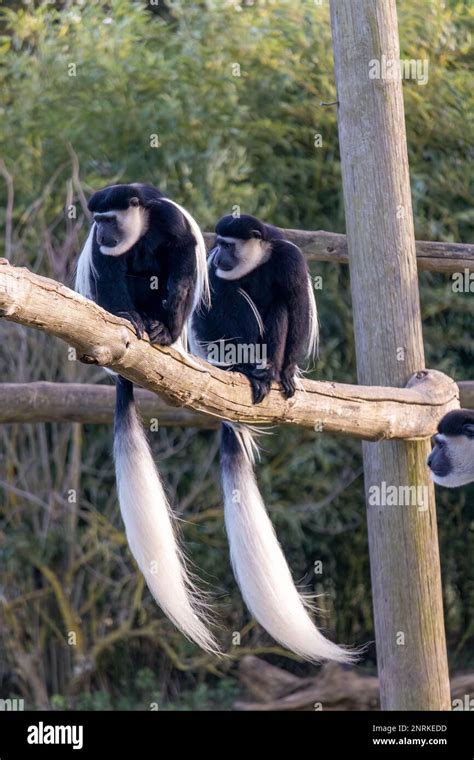 eastern black  white colobus monkeys  howletts zoo  arboreal