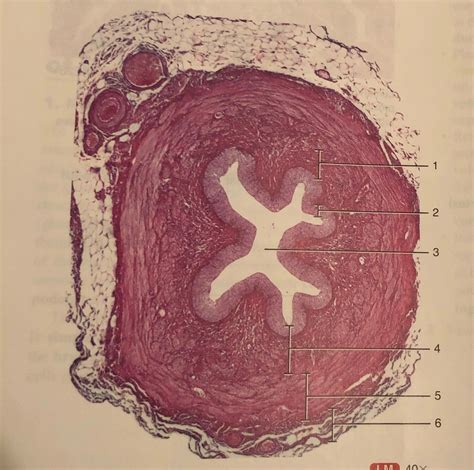 Histology Ureter Diagram Quizlet